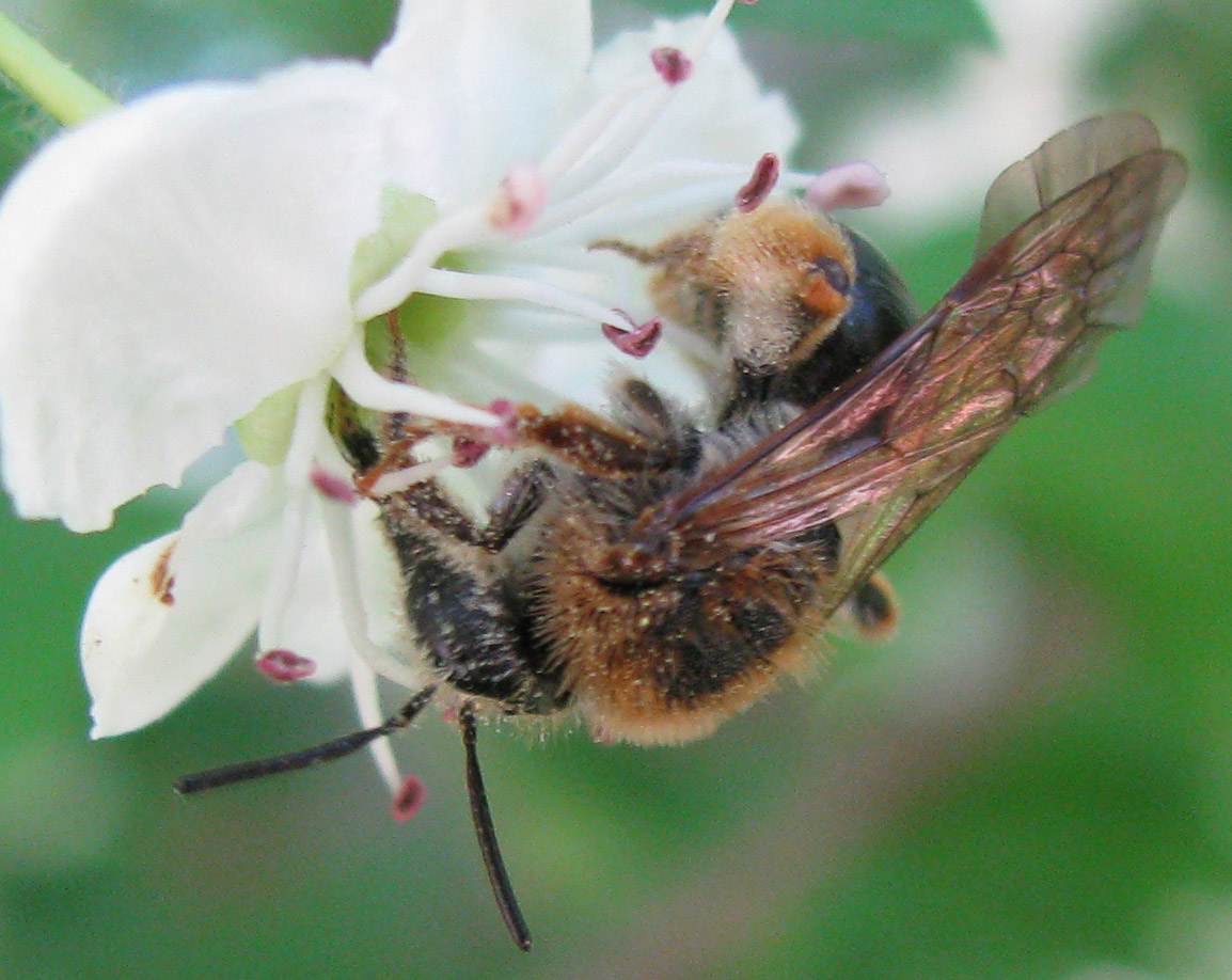 Andrena sp